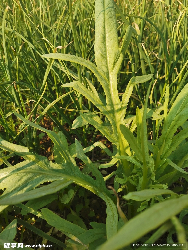 甜麦菜
