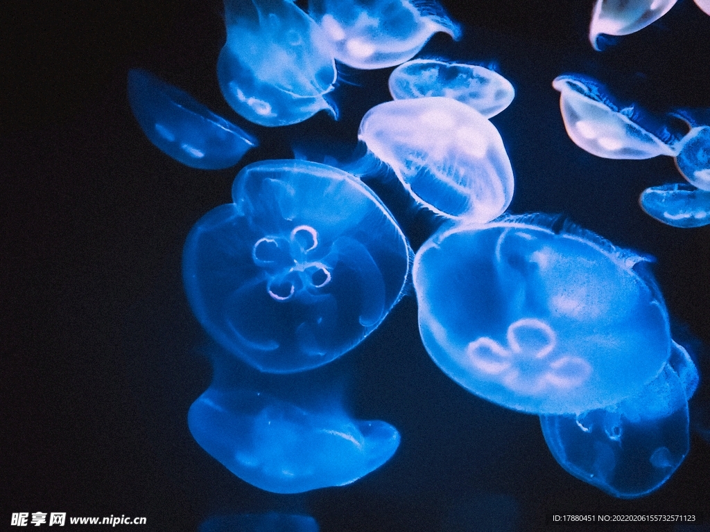 水母