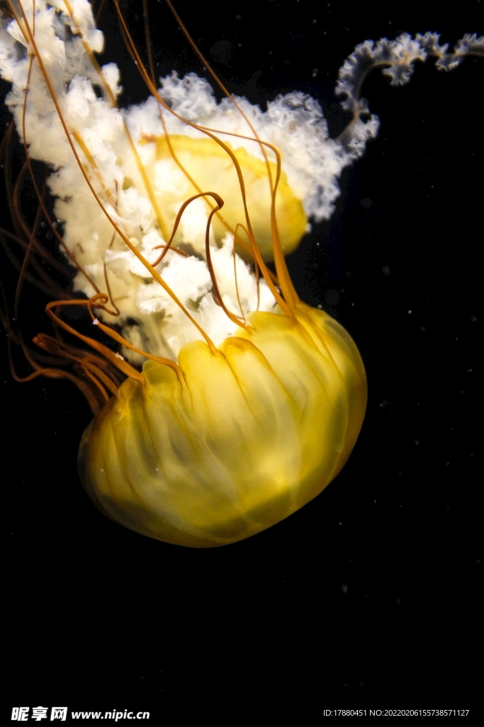 水母