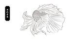 七彩斗鱼线稿