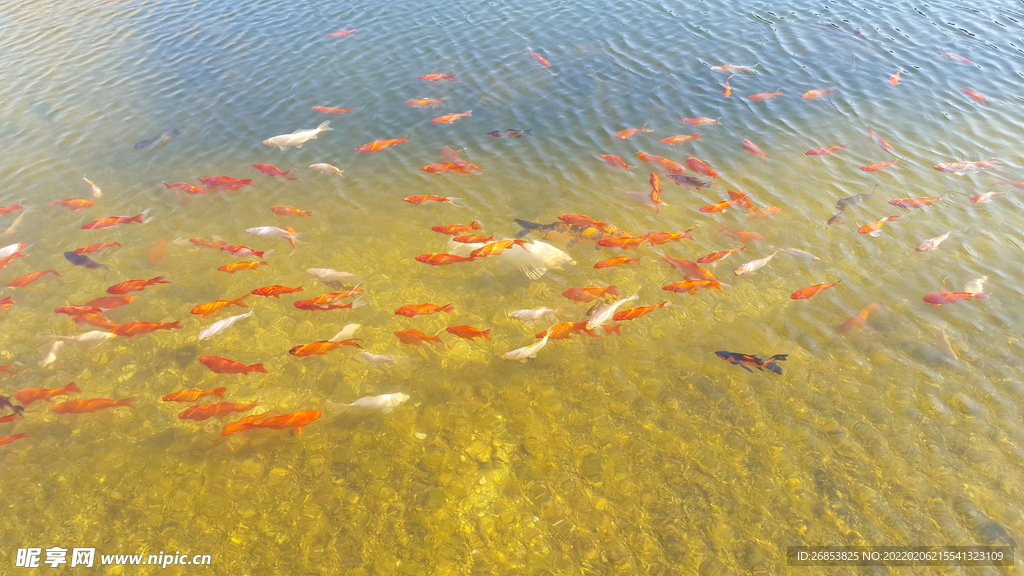 锦鲤 