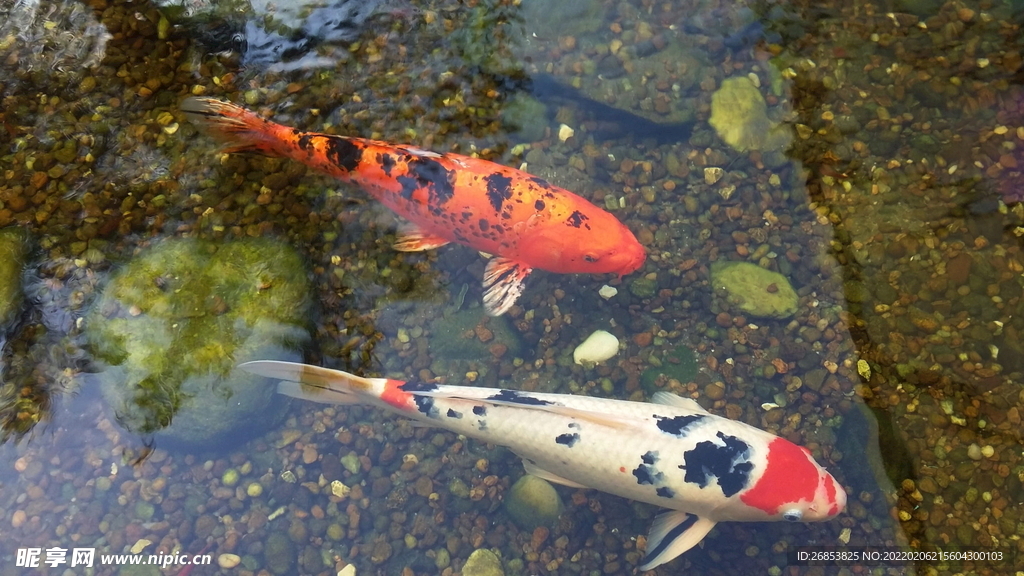 锦鲤 