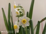水仙花