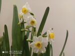 水仙花