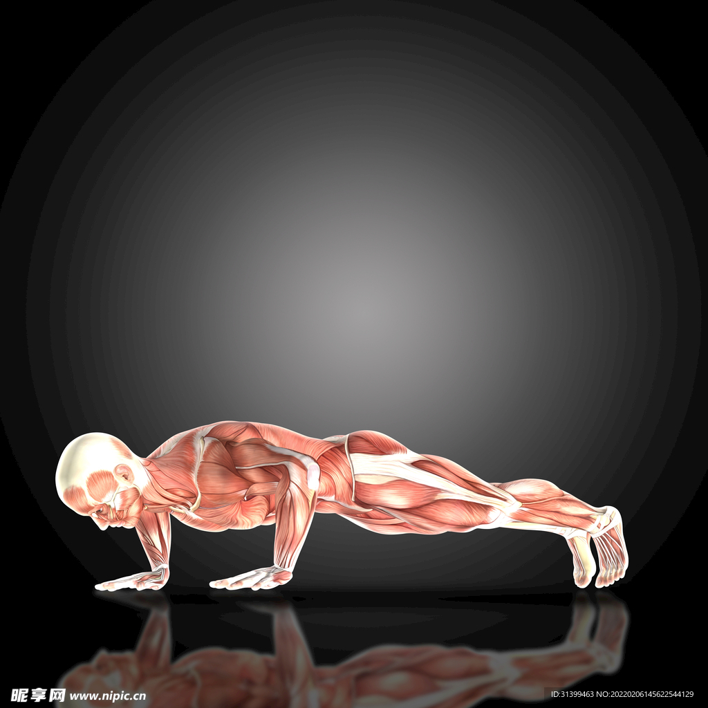 骨胳             