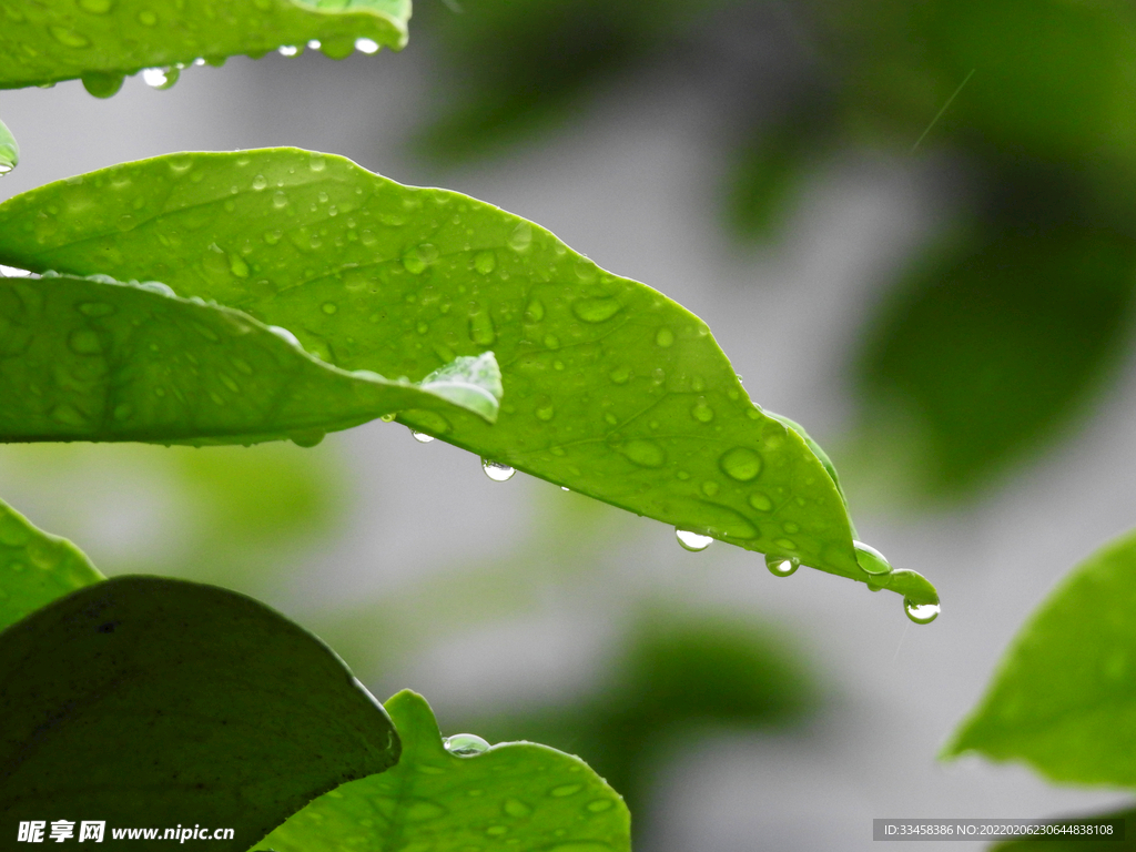 带有雨水的绿色叶子高清摄影图