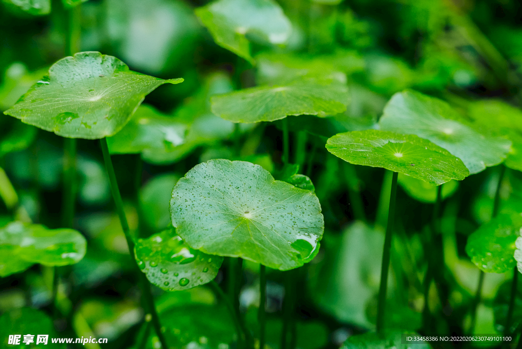 秋雨寒露时节绿色植物背景图