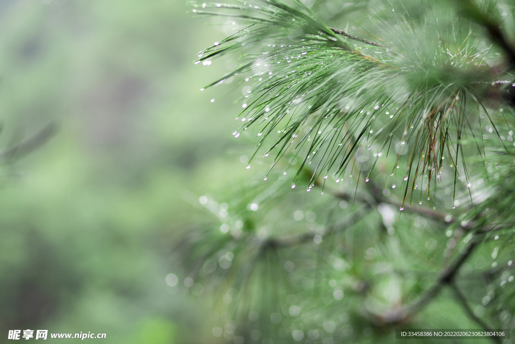 雨后的松树下午松树叶