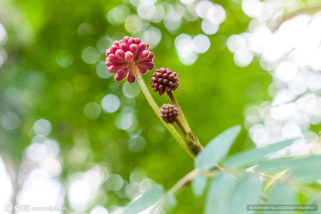朱缨花蕊
