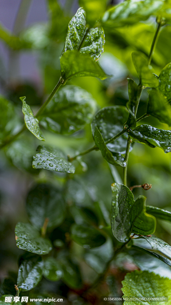 雨水节气主题拍摄竖图树叶