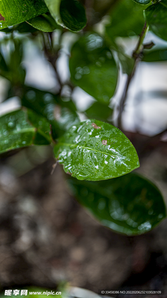 雨水节气主题拍摄竖图雨水