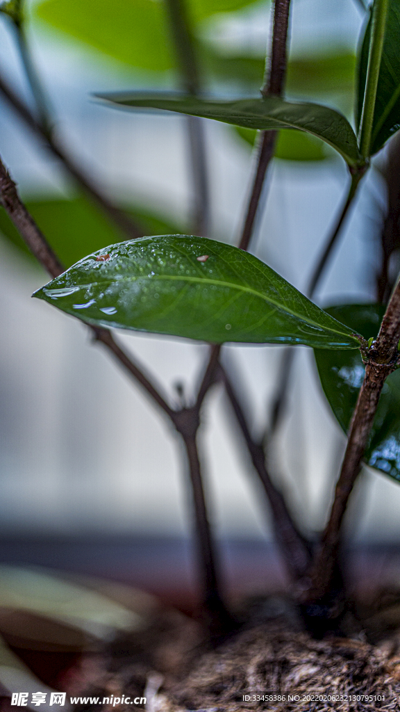 雨水节气主题拍摄竖图树叶雨滴