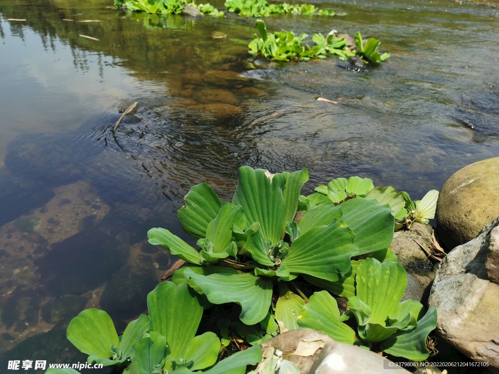 溪边水草