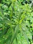 青草露水