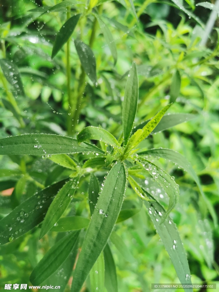青草露水