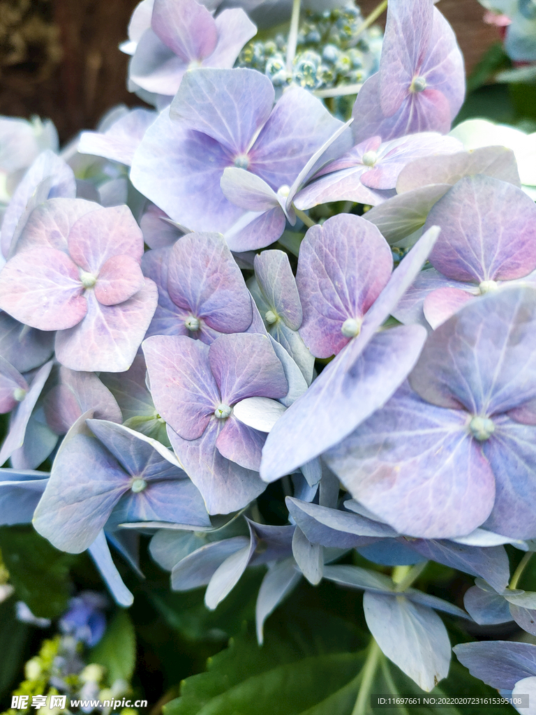 绣球花