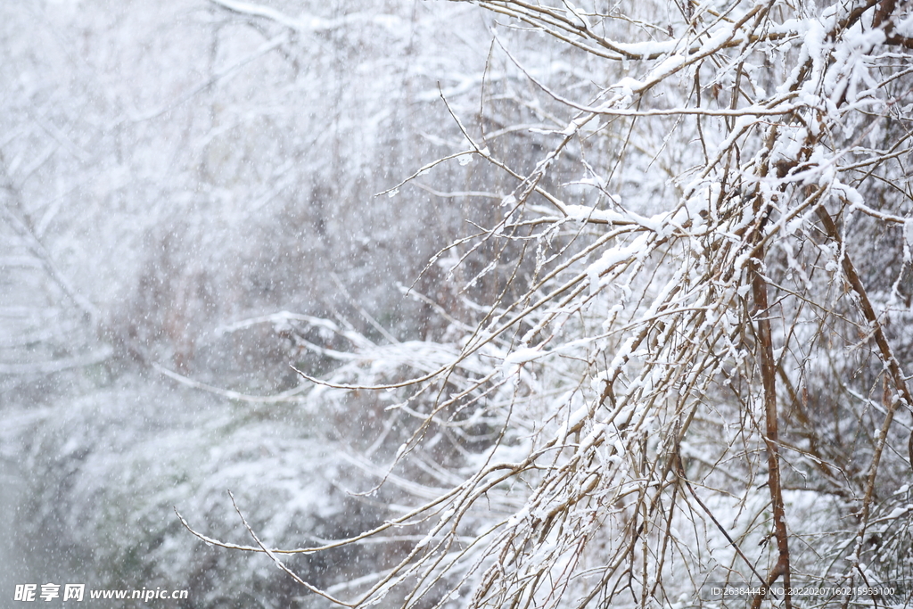 春 雪