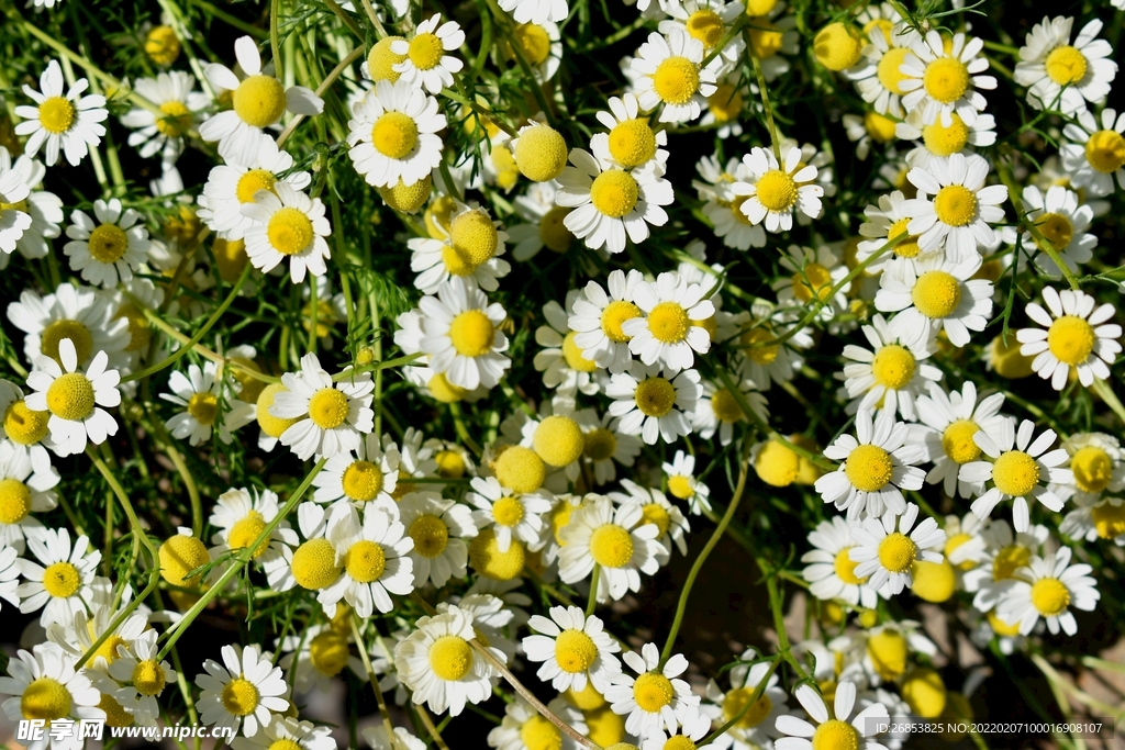 洋甘菊