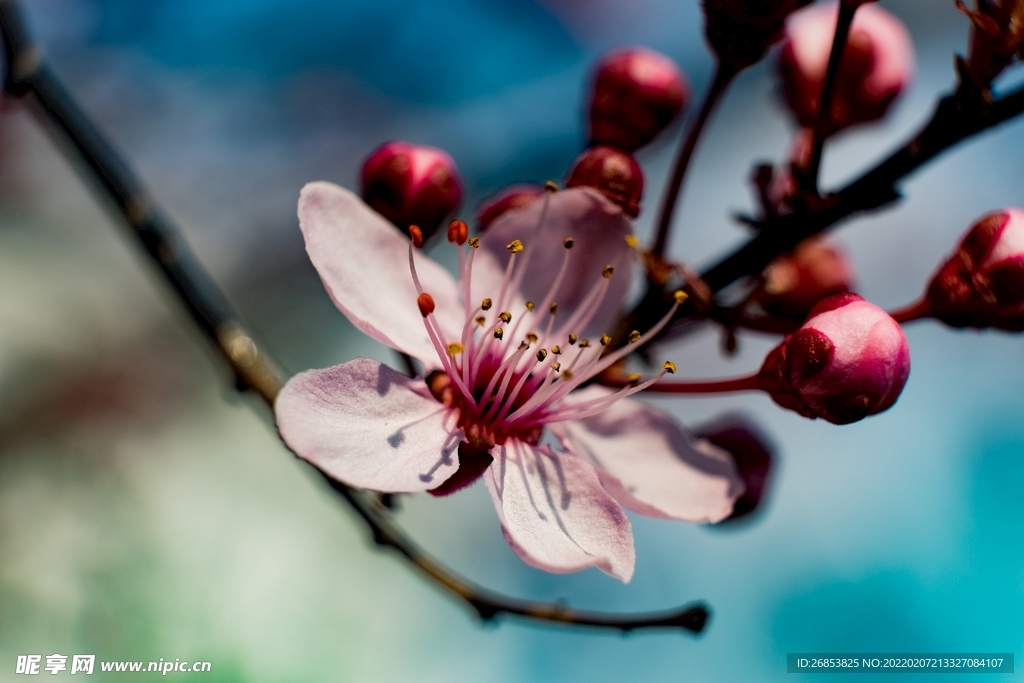 苹果花 