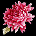 矢量粉菊