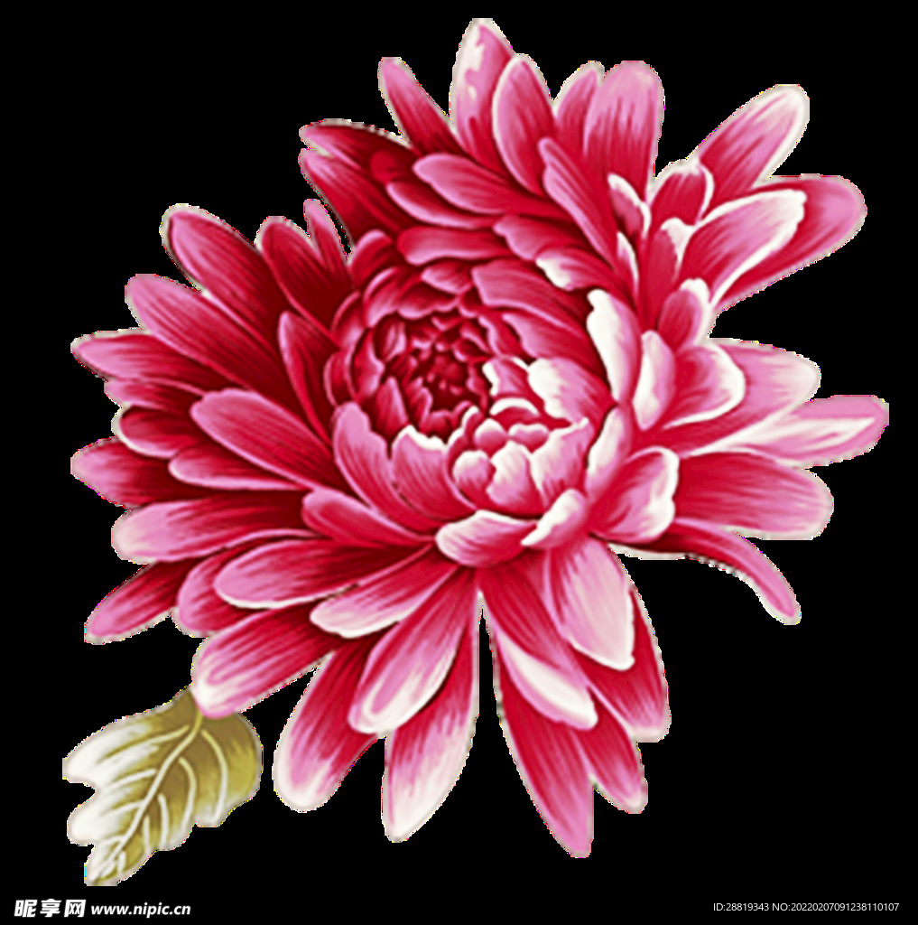 矢量粉菊