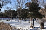 冬季公园树林雪景