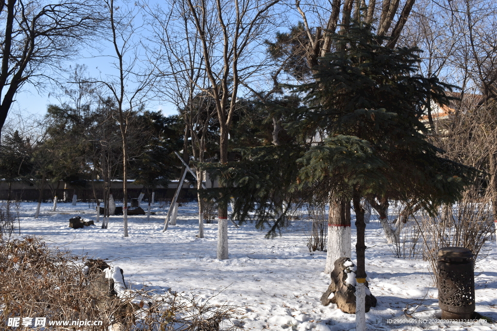 冬季公园树林雪景