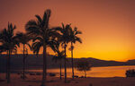 被夕阳覆盖的椰子树摄影