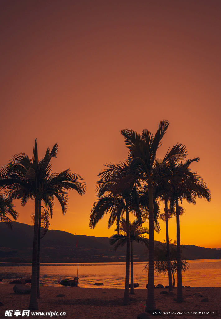 夕阳下的椰子树摄影图