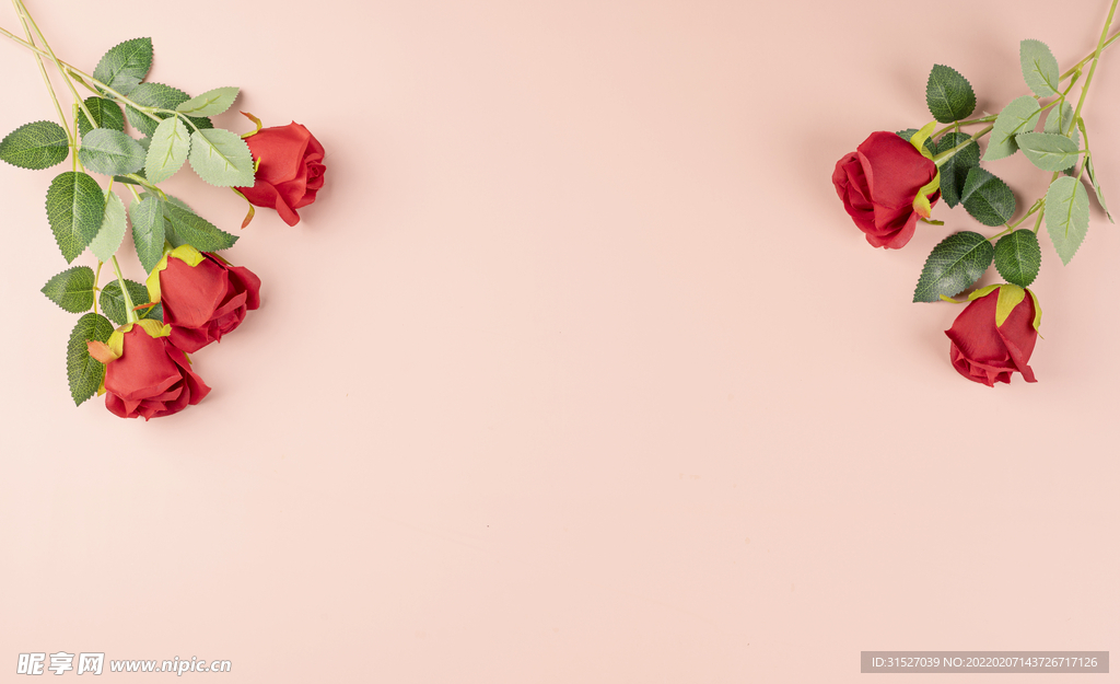 粉色背景上的玫瑰花摄影图