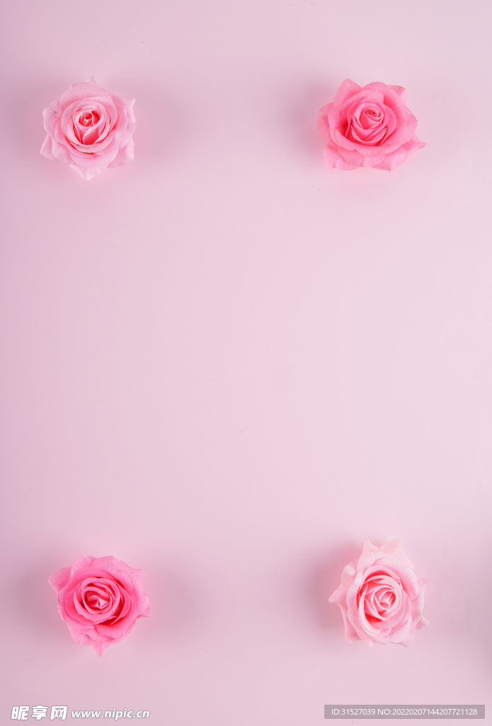 粉色背景上的玫瑰花