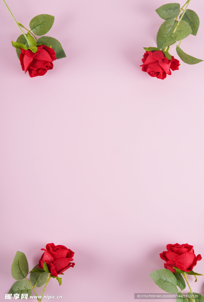 粉色背景上的玫瑰花图片