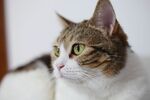 无聊的猫咪