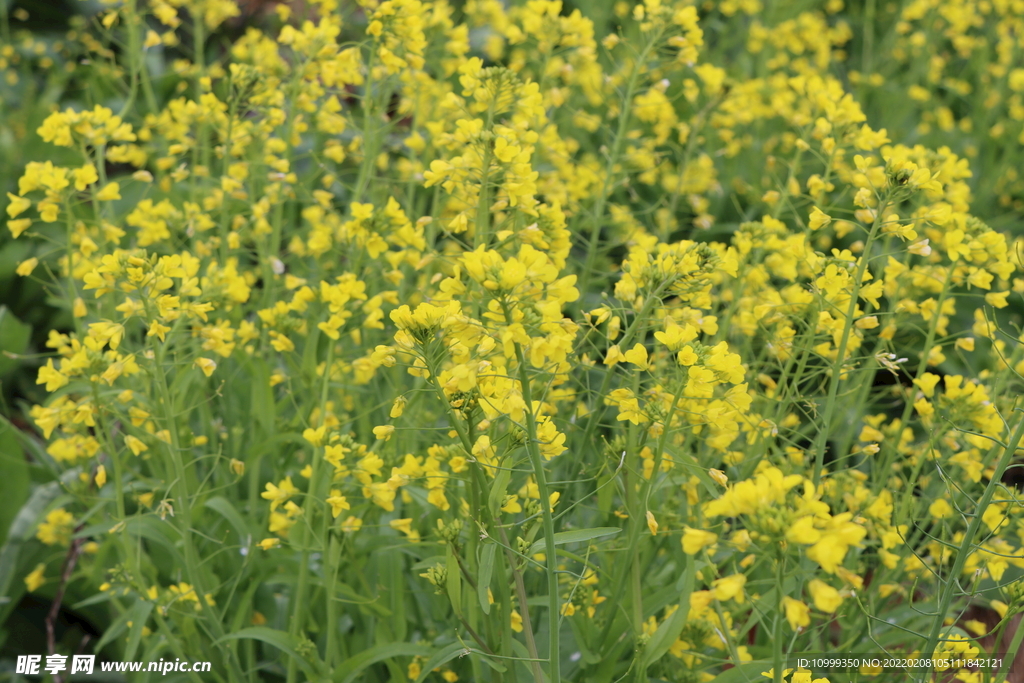 田野菜花