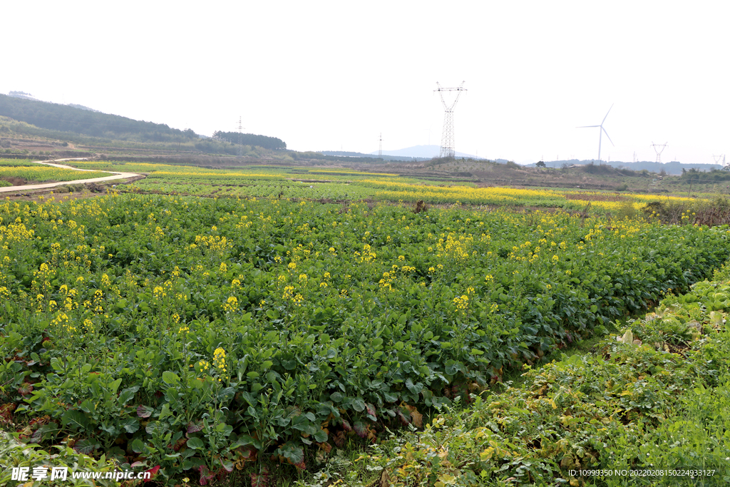 油菜花田园