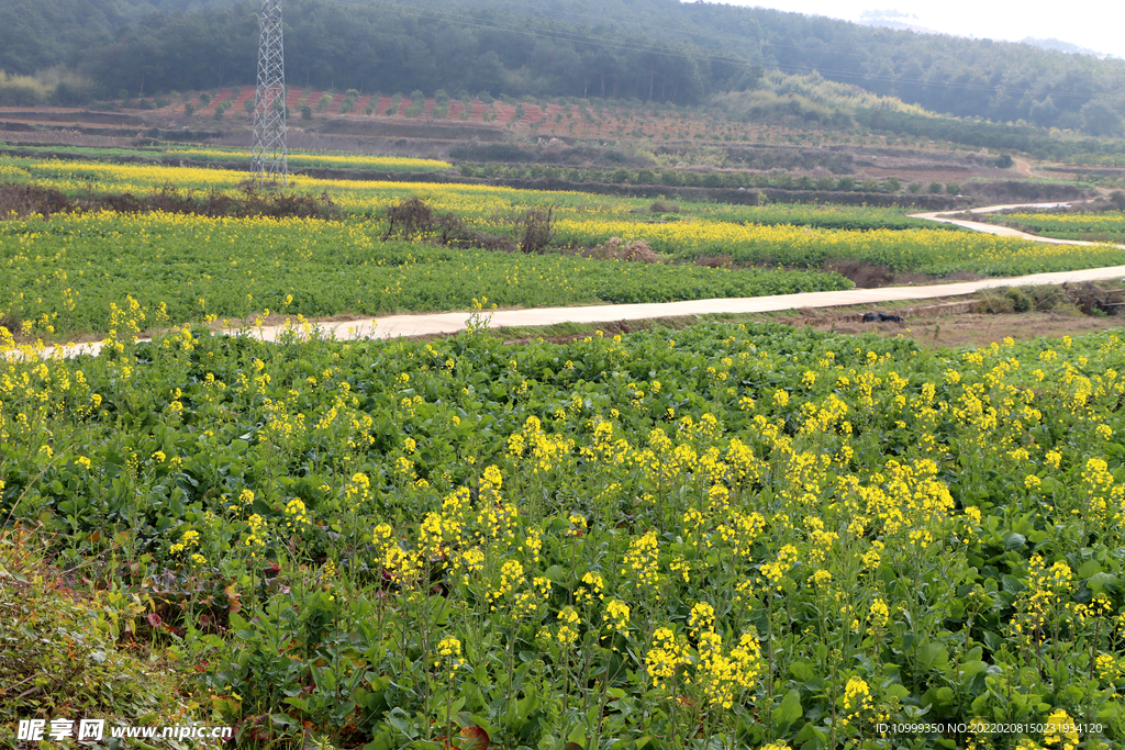 油菜花和大风车