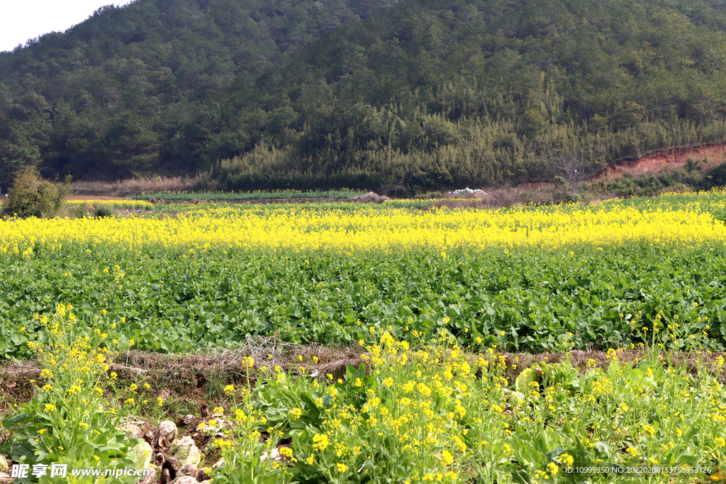 油菜花