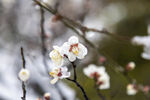 梅花
