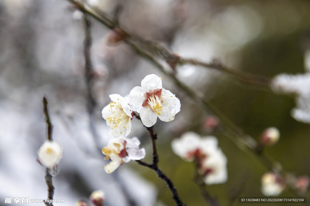 梅花