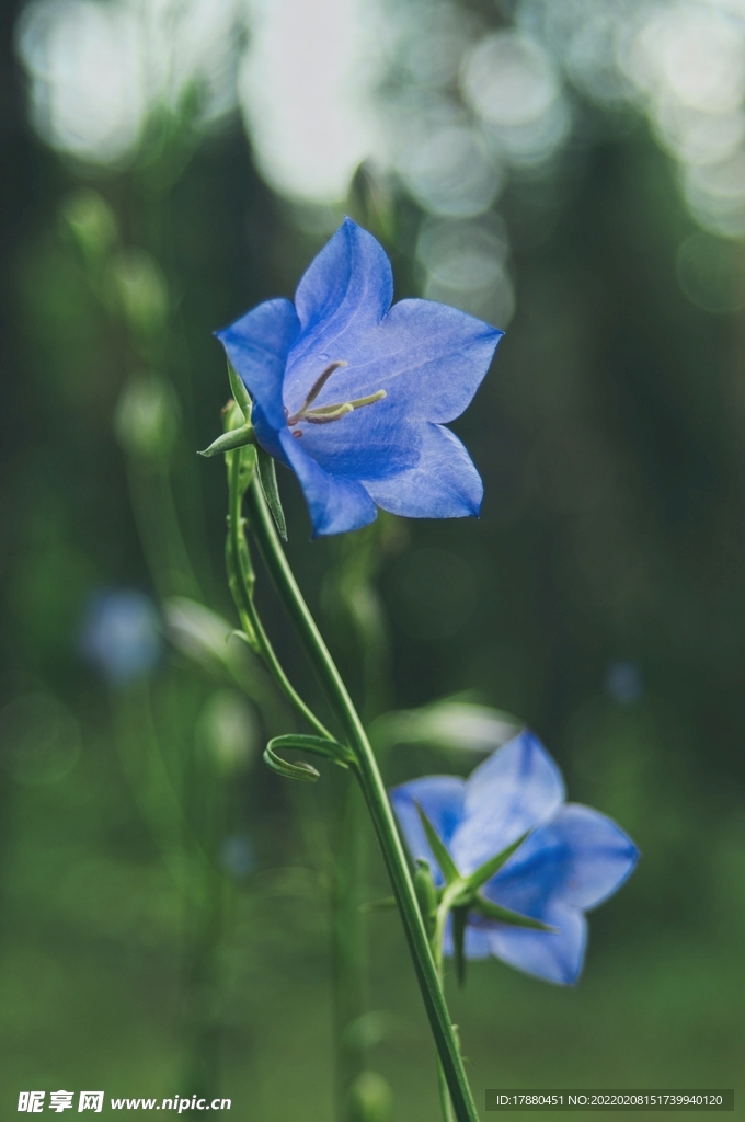 花卉