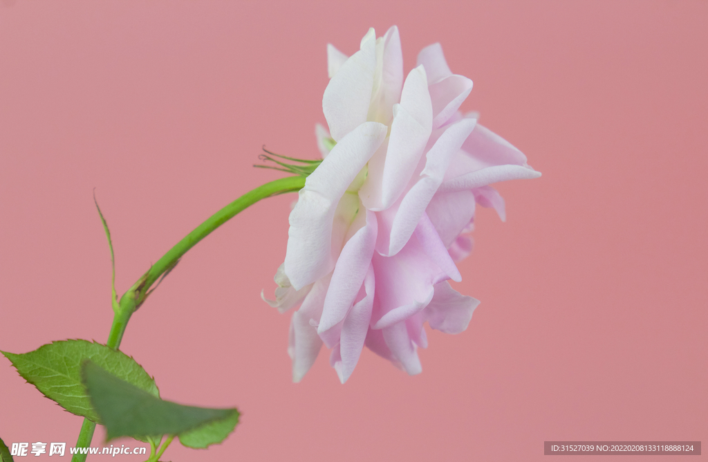 月季花摄影图