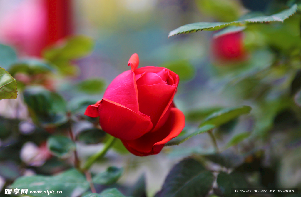 景物摄影一朵待开的玫瑰花