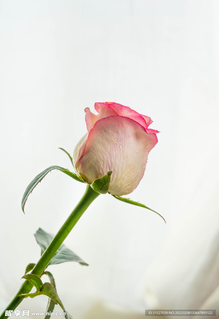 粉色玫瑰花高清摄影图