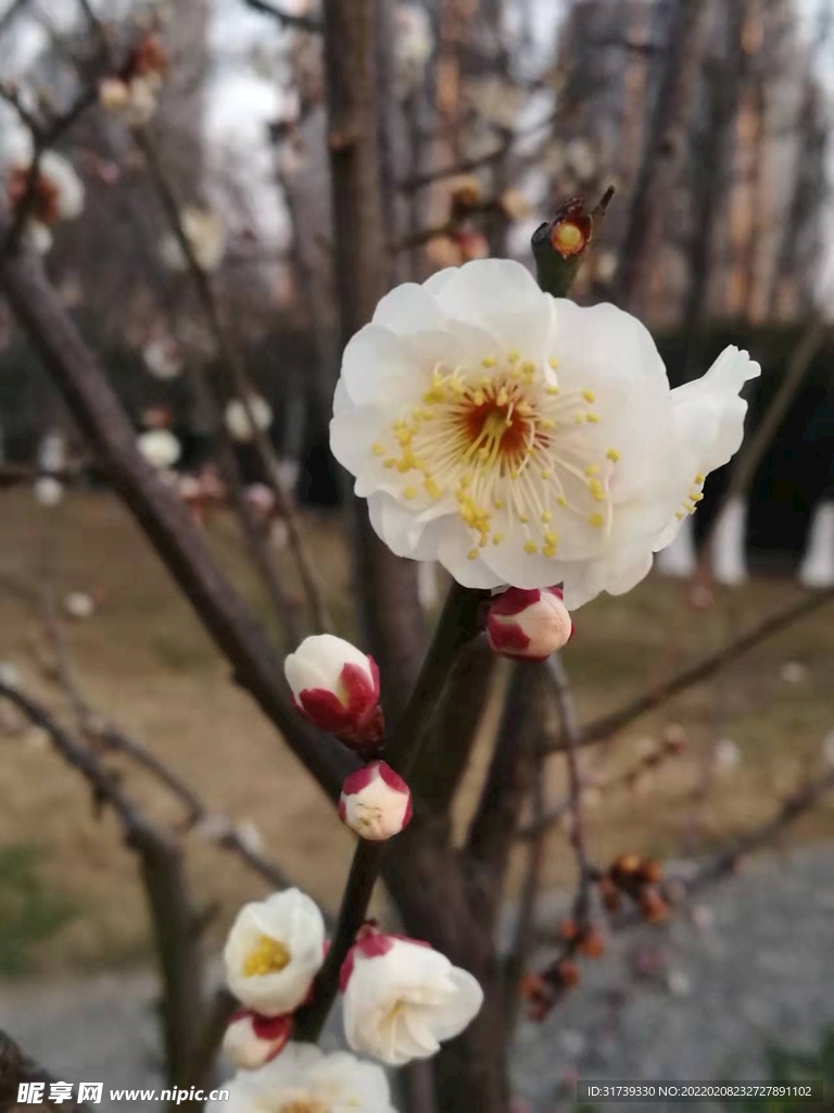 梅花