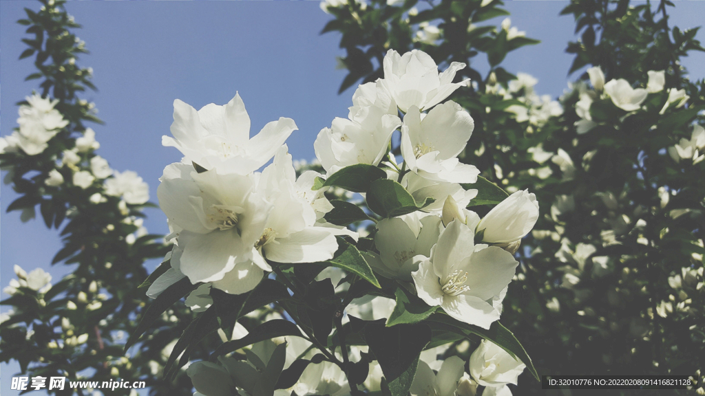 花