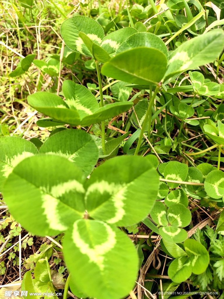 四叶草 三叶草 幸运草 绿色 