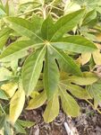 绿色植物 观赏植物