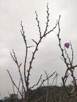 深秋 初冬 枣树 枯藤 老树 