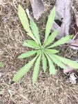 野草