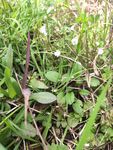  野菜 野草 小白花
